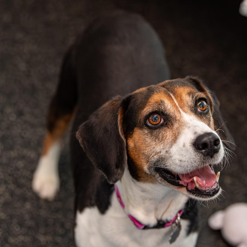 Enlarge Pinecone, a Adoptable Beagle in Kennebunk, ME image 5/6