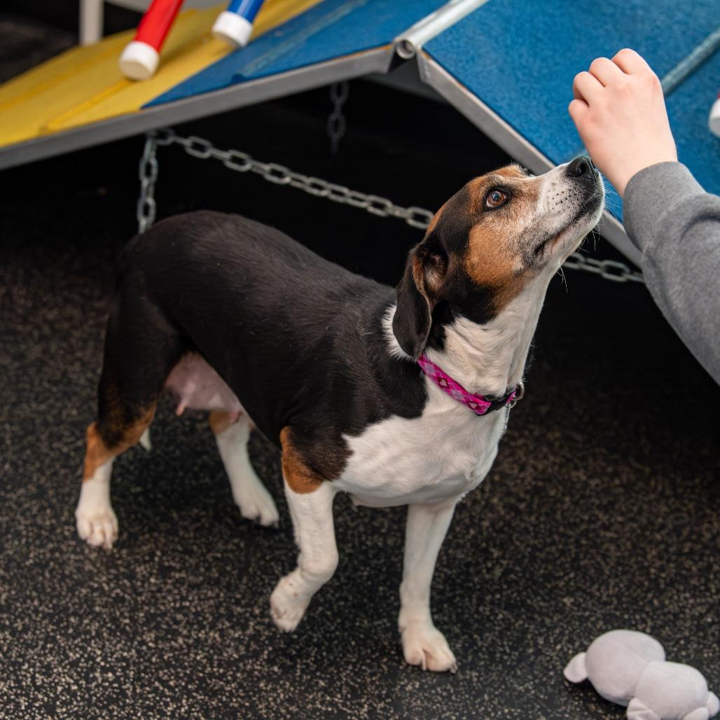 Enlarge Pinecone, a Adoptable Beagle in Kennebunk, ME image 6/6