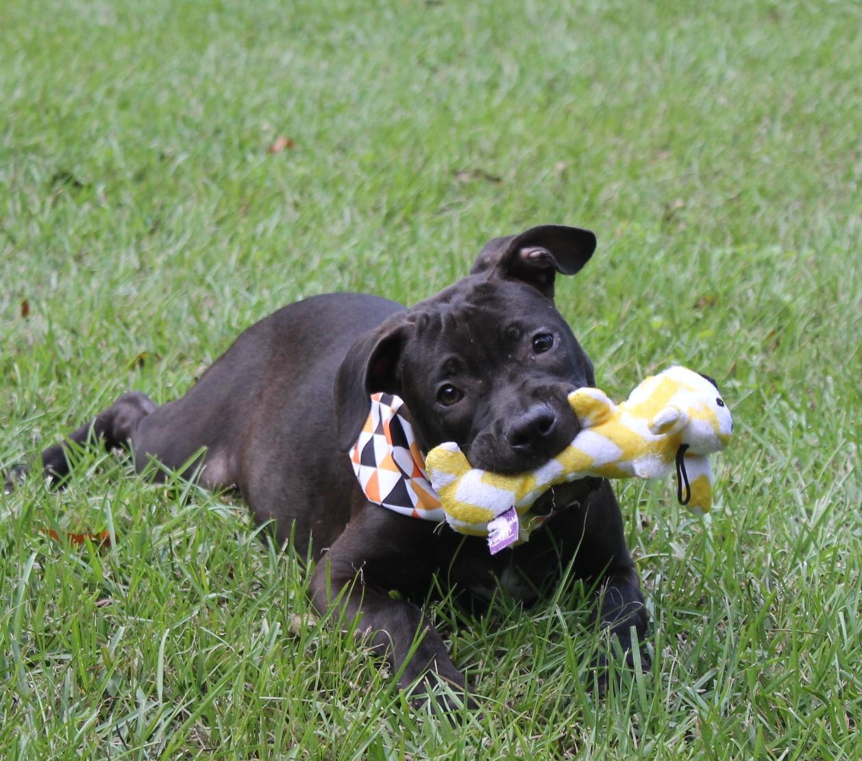 lunna, Adoptable, Young Female Labrador Retriever & Bulldog.