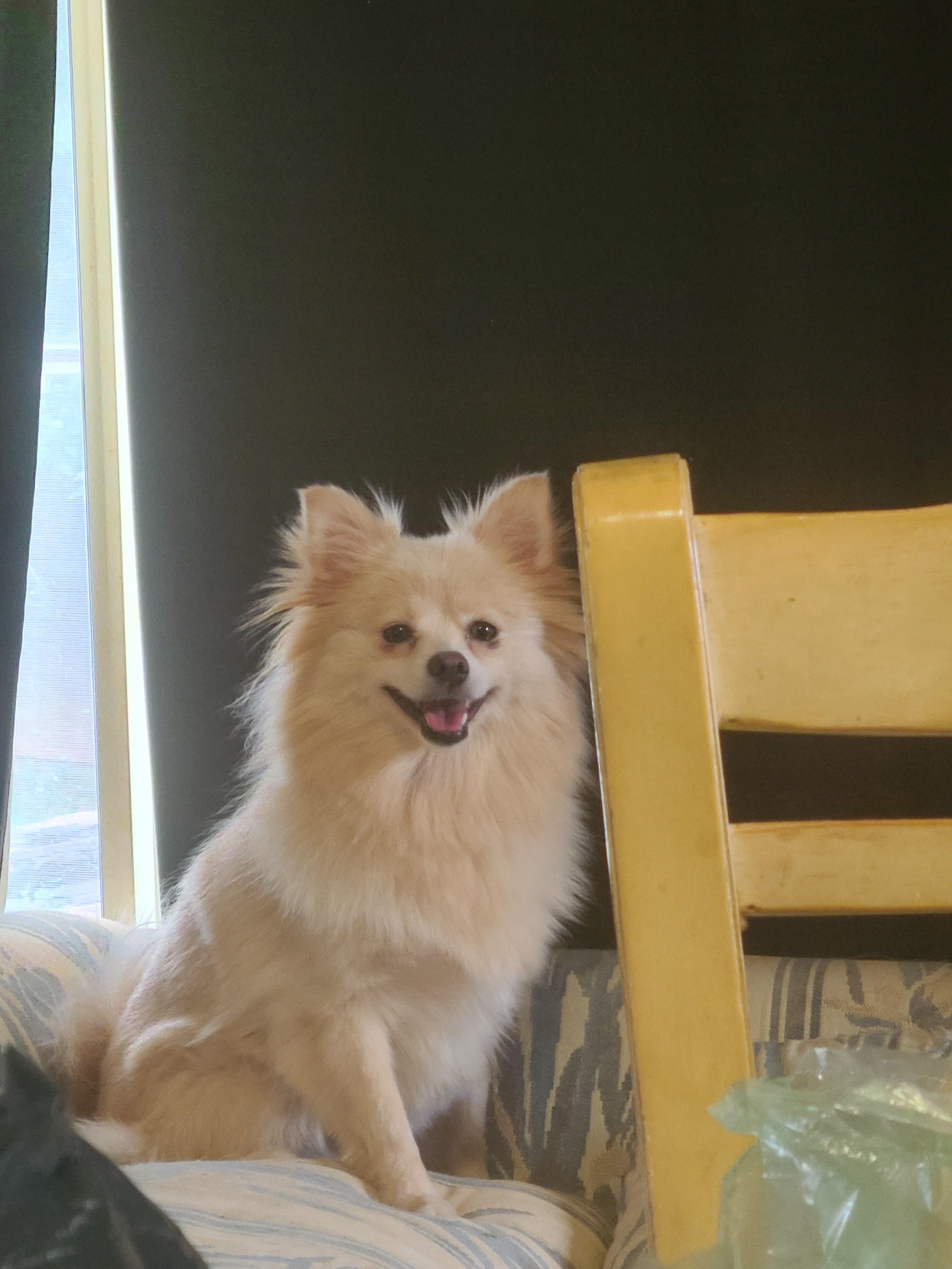 Laura, Adopted, Young Female Pomeranian.