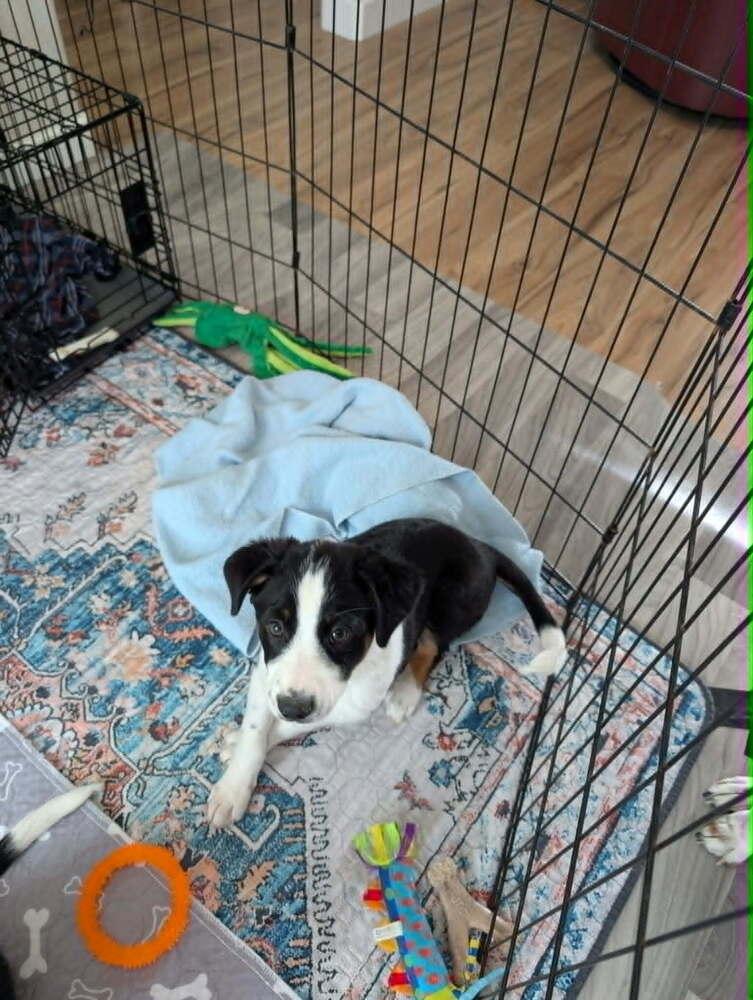 Enlarge S'more, a Adoptable mixed breed in Rathdrum, ID image 2/3