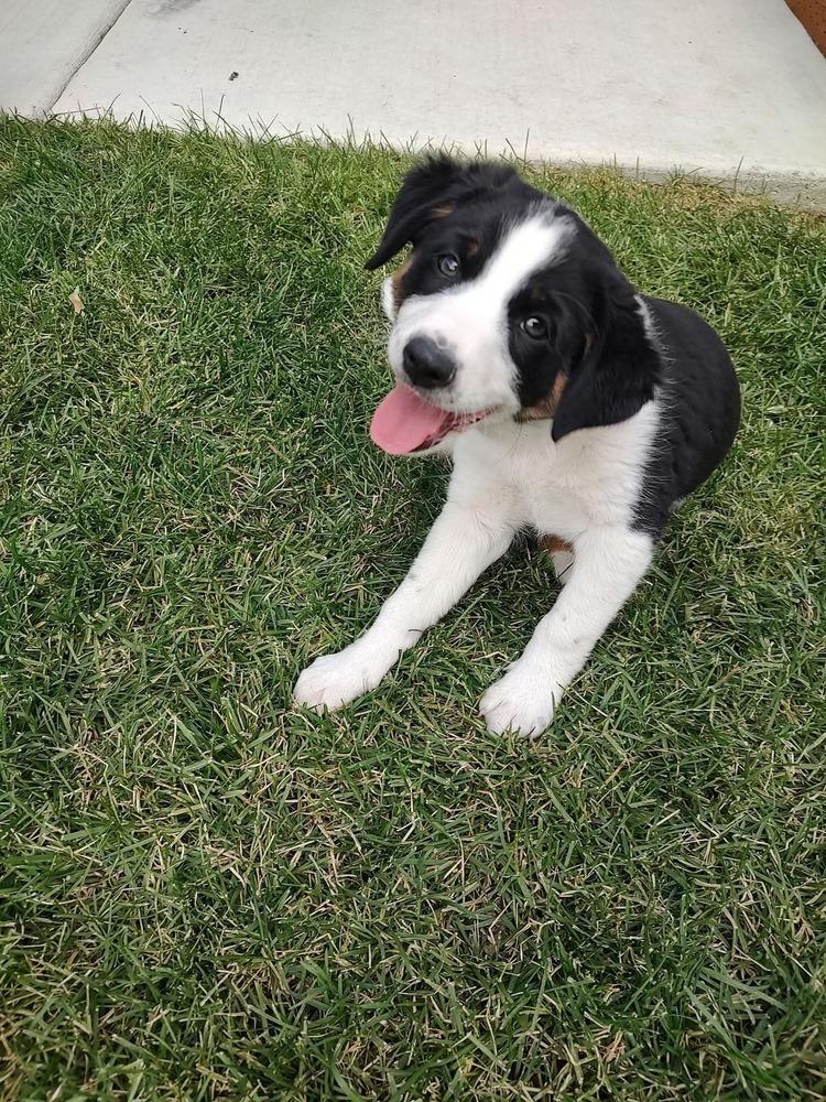 Enlarge S'more, a Adoptable mixed breed in Rathdrum, ID image 3/3