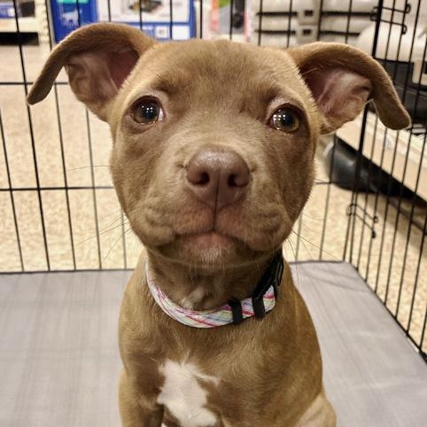 Penelope
