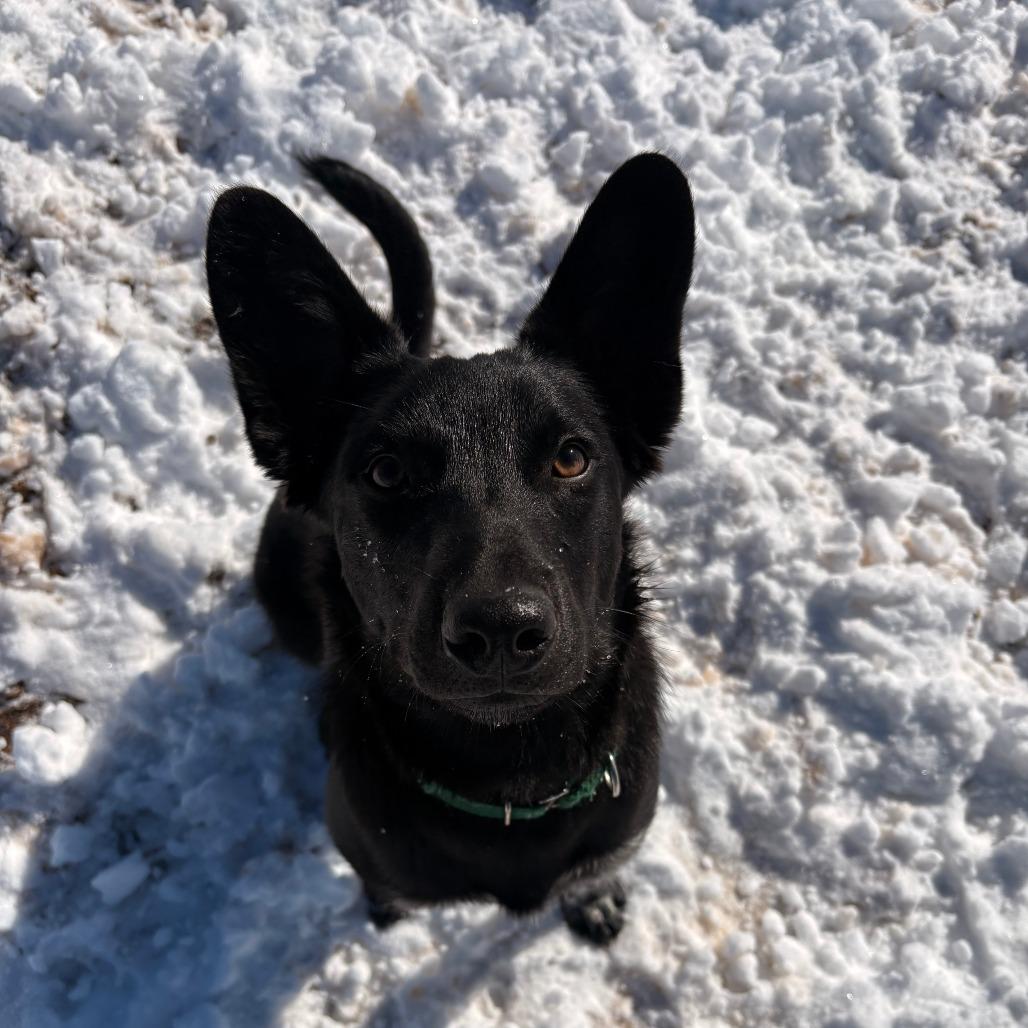 Sweet Tart, Adoptable, Young Male Australian Kelpie.