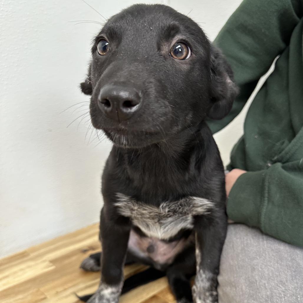Enlarge Sweet Tart, a Adoptable Australian Kelpie in Durango, CO image 1/1