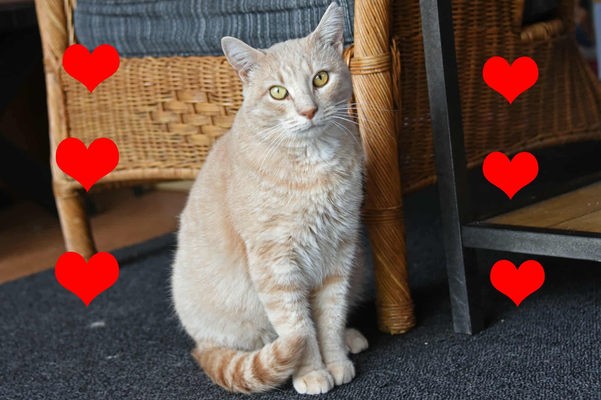 Enlarge Honey, a Adoptable American Shorthair in Johnstown, NY image 3/6