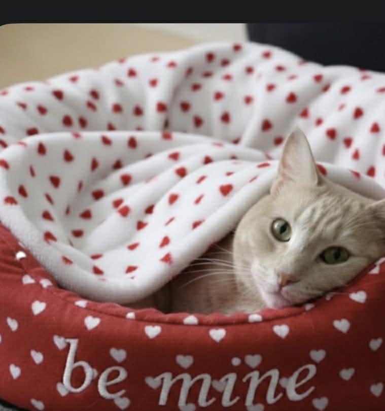 Enlarge Honey, a Adoptable American Shorthair in Johnstown, NY image 1/6