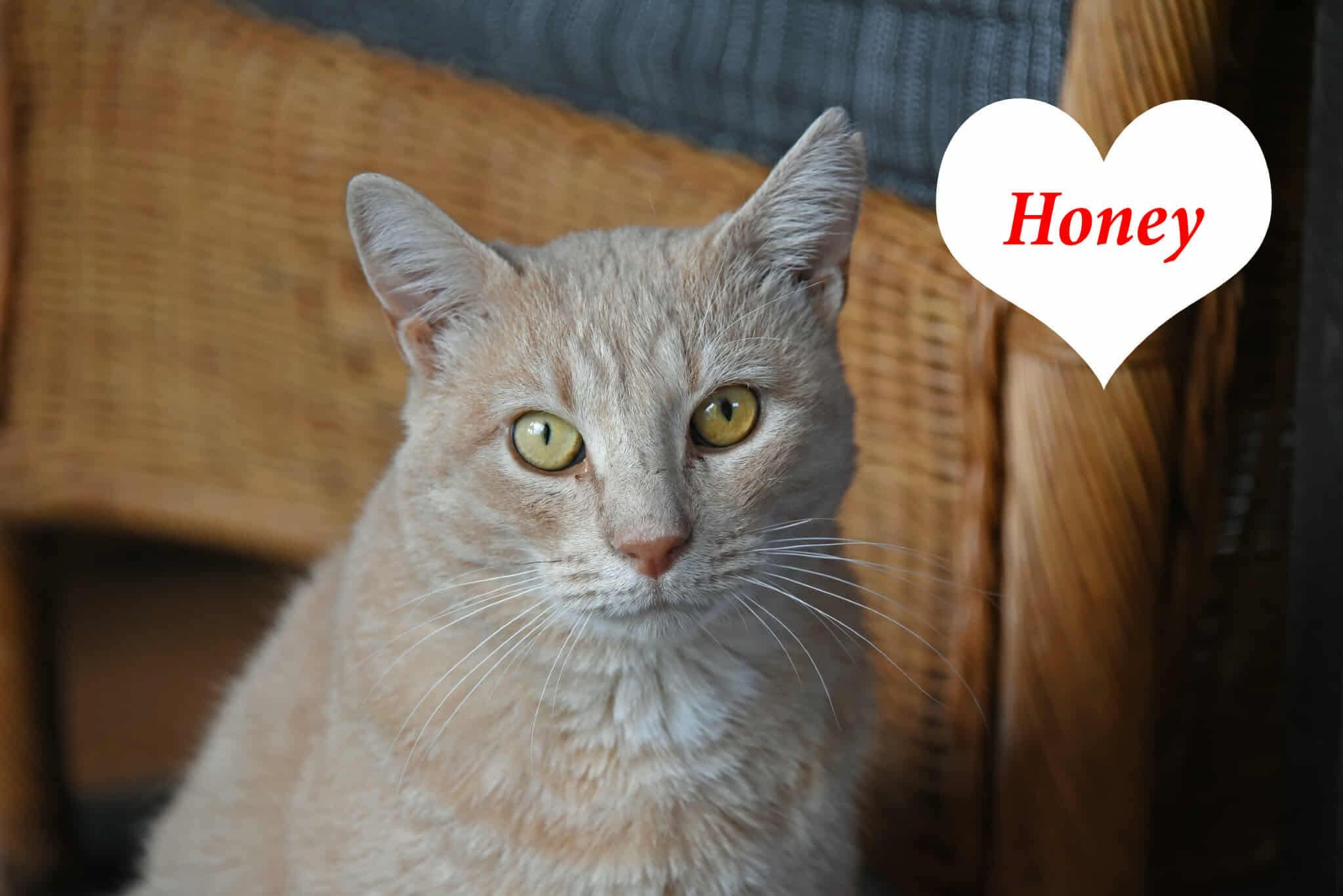 Enlarge Honey, a Adoptable American Shorthair in Johnstown, NY image 6/6