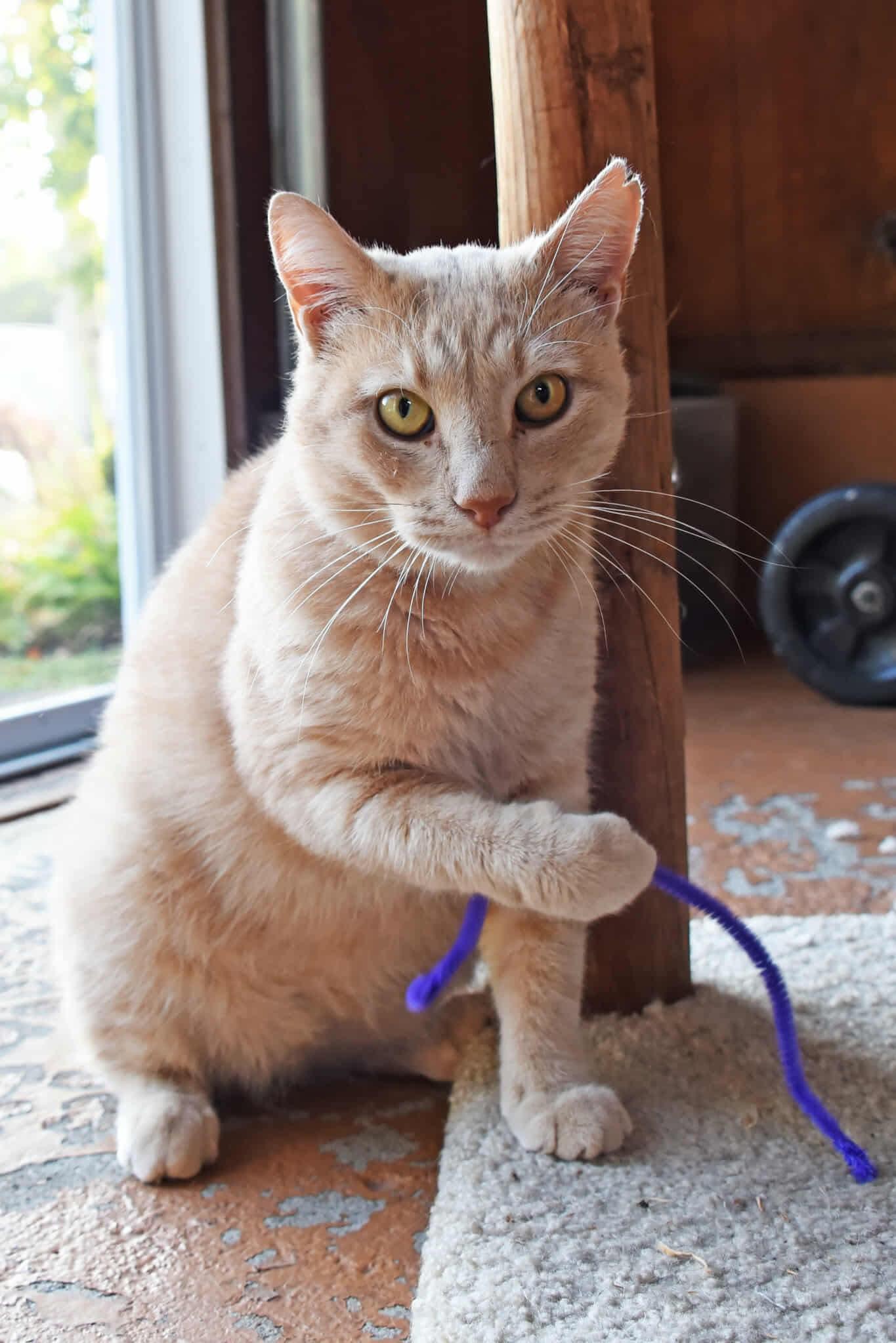 Honey, Adoptable, Adult Male American Shorthair.