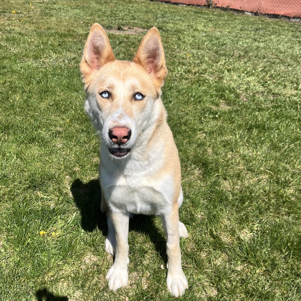Enlarge Opal B, a Adoptable mixed breed in Spokane, WA image 1/6