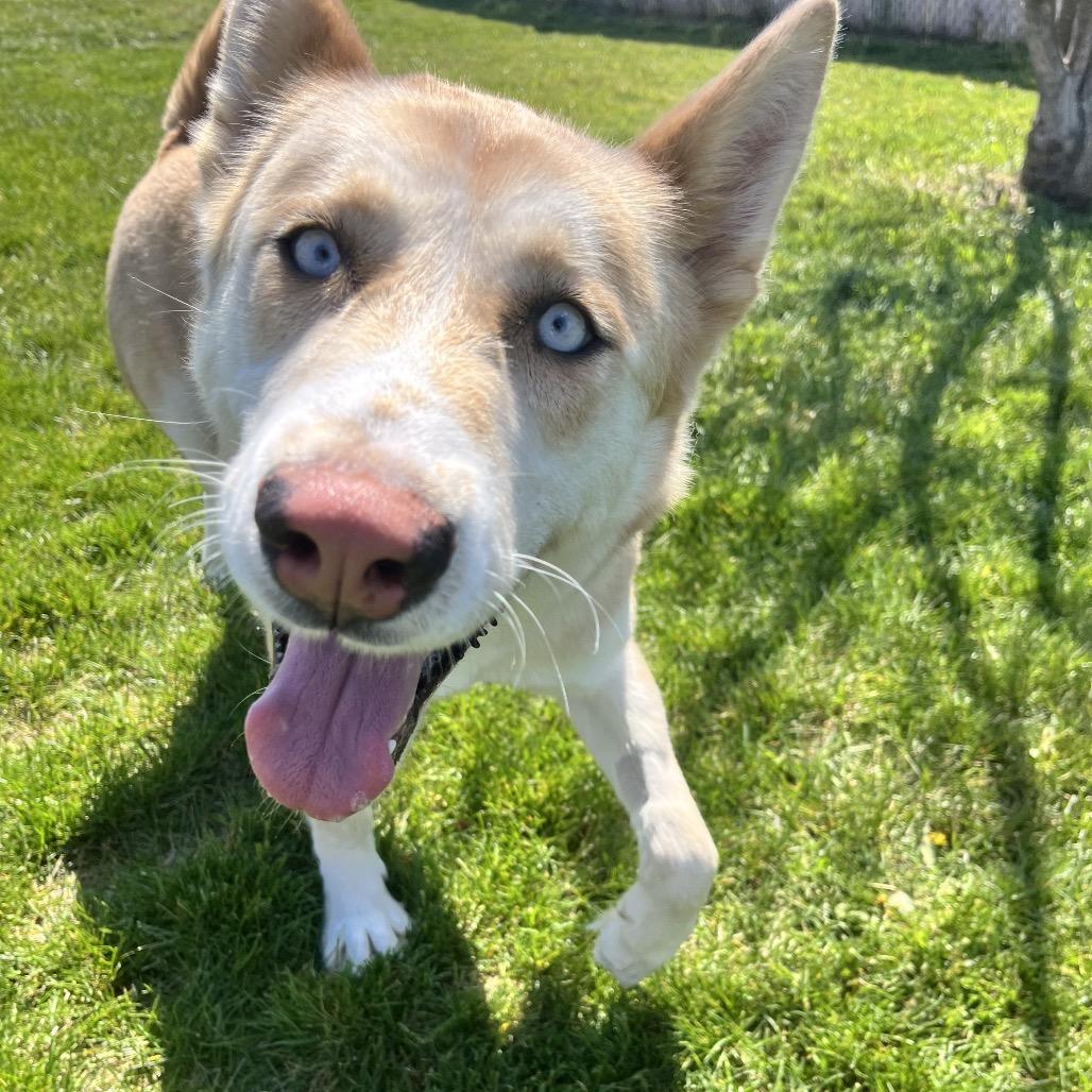 Enlarge Opal B, a Adoptable mixed breed in Spokane, WA image 2/6