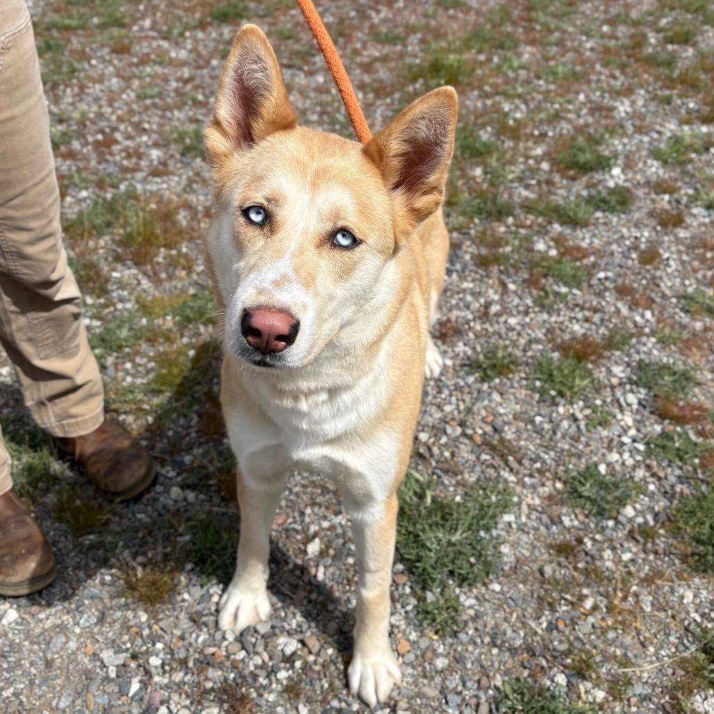Enlarge Opal B, a Adoptable mixed breed in Spokane, WA image 3/6