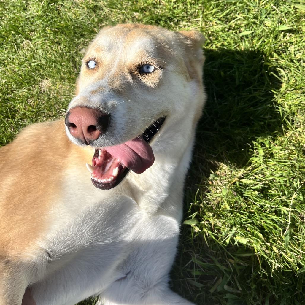 Enlarge Opal B, a Adoptable mixed breed in Spokane, WA image 4/6