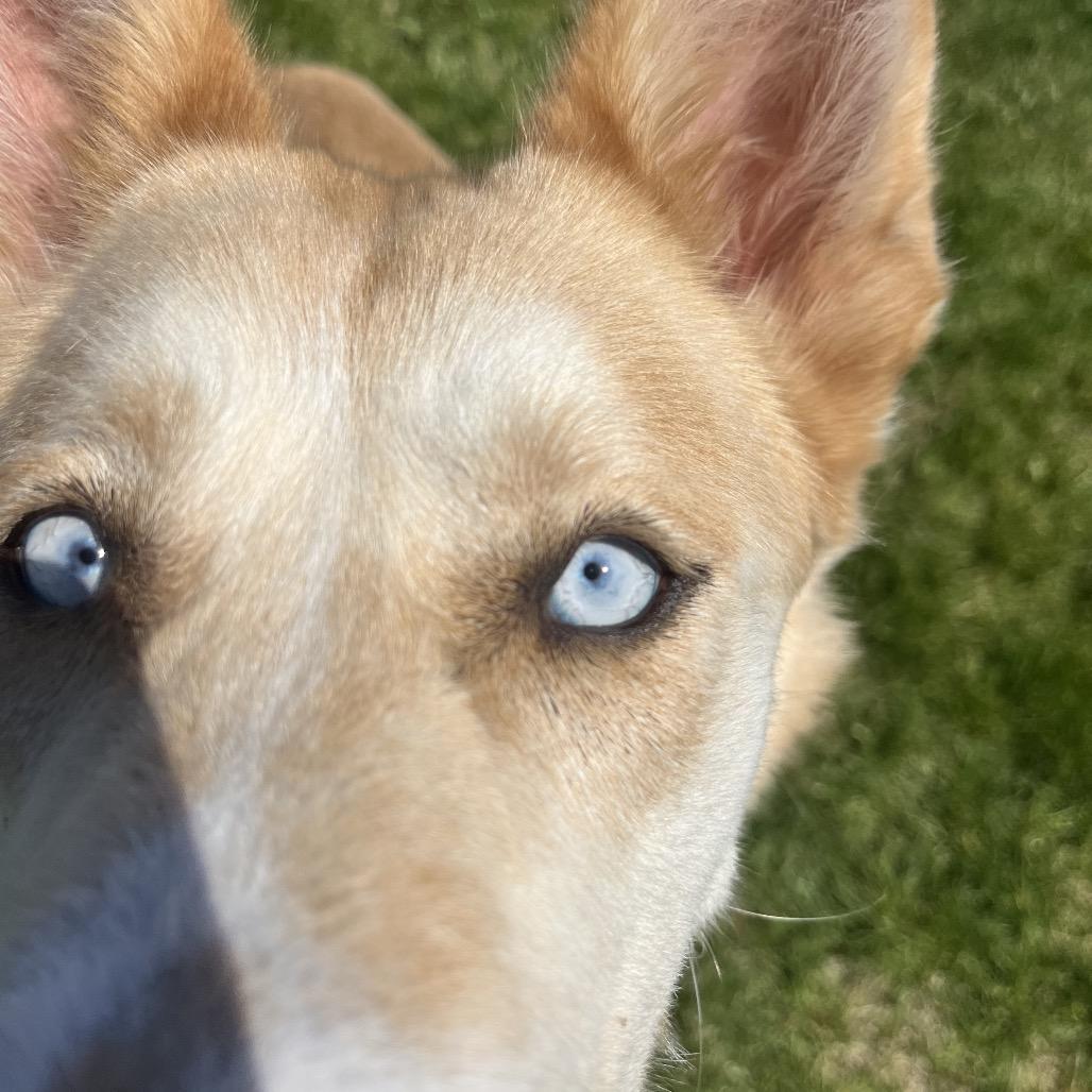 Enlarge Opal B, a Adoptable mixed breed in Spokane, WA image 5/6