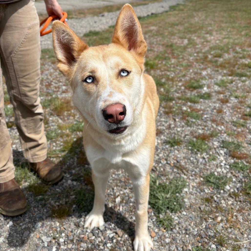 Enlarge Opal B, a Adoptable mixed breed in Spokane, WA image 6/6