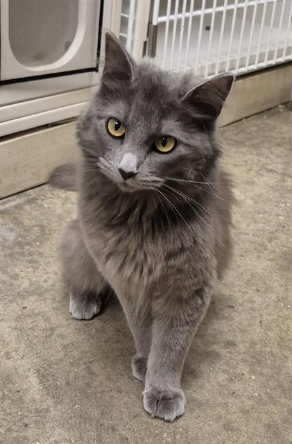 GRAZY, Adoptable, Young Female Domestic Short Hair.