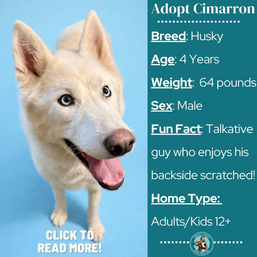 Enlarge Cimarron, a Adoptable Husky in Metamora, MI image 4/6