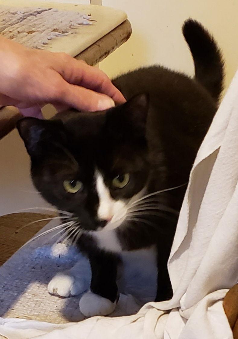 Ivy, Adoptable, Young Female Tuxedo.