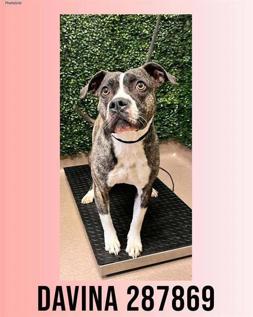 DAVINA, Adoptable, Young Female Pit Bull Terrier & Mixed Breed.