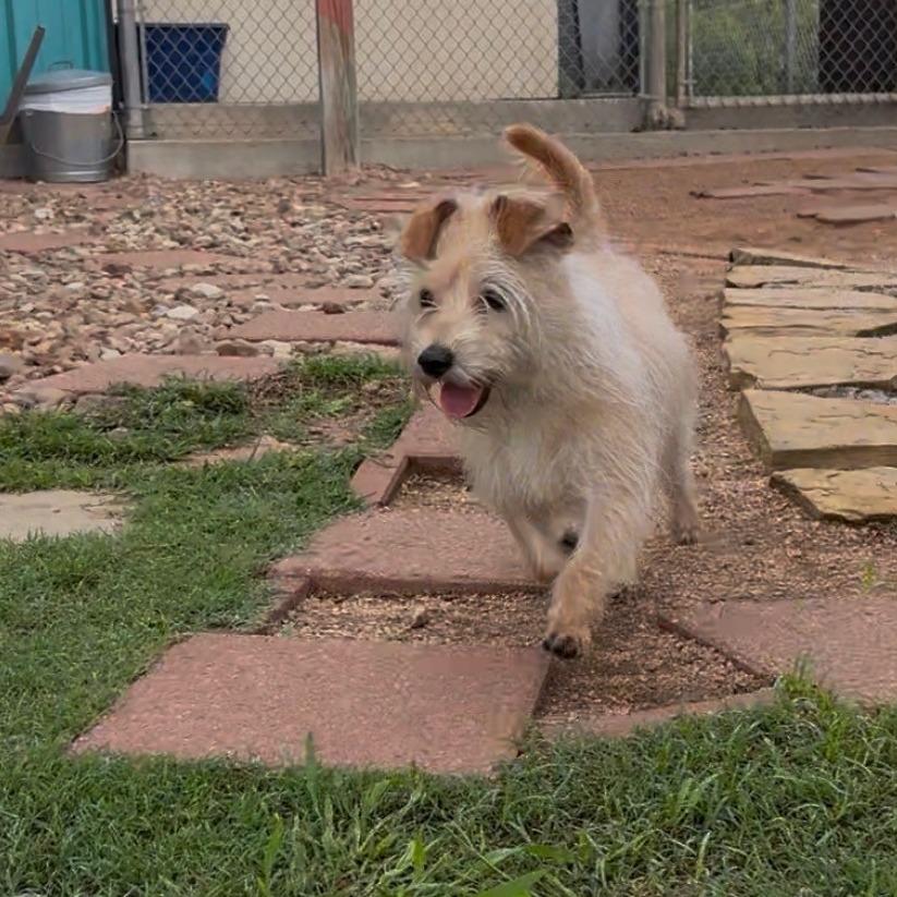 Charles Hamilton, Adoptable, Young Male Terrier & Mixed Breed.