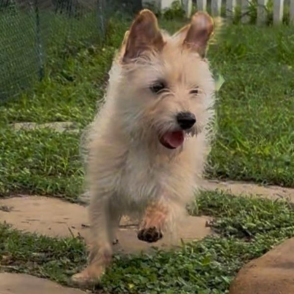 Enlarge Charles Hamilton, a Adoptable mixed breed in Galveston, TX image 2/3