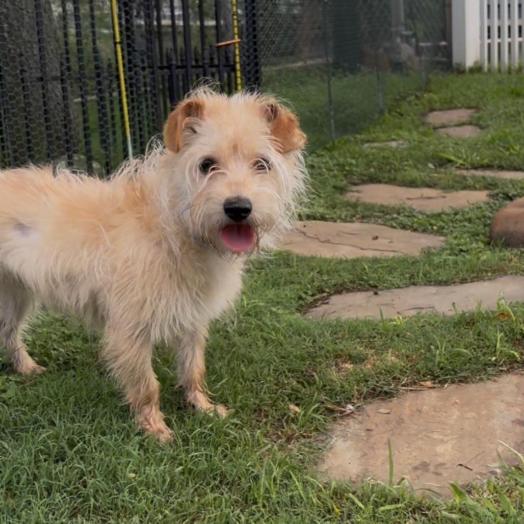 Enlarge Charles Hamilton, a Adoptable mixed breed in Galveston, TX image 3/3