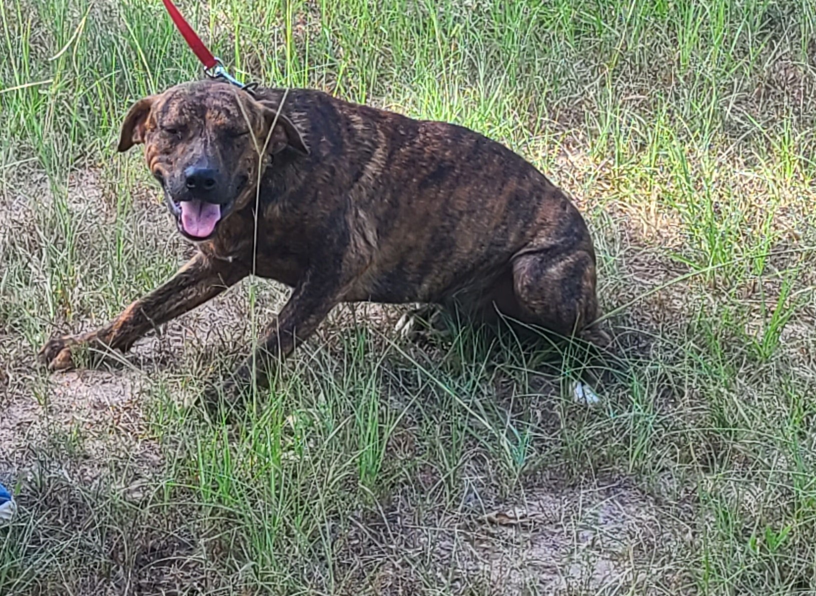 Tristan, a Adoptable mixed breed in Sheridan, TX image 1/8