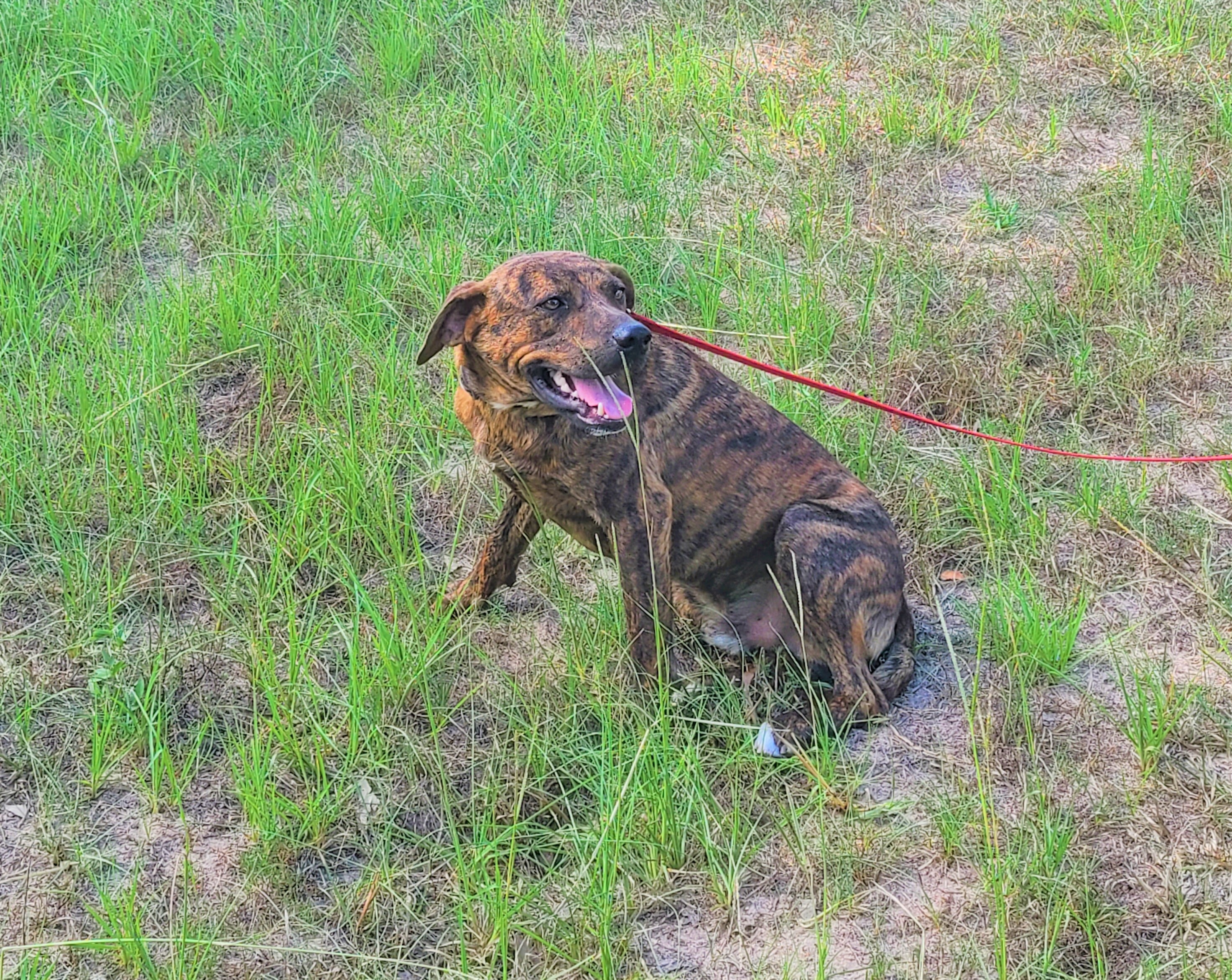 Tristan, a Adoptable mixed breed in Sheridan, TX image 2/8