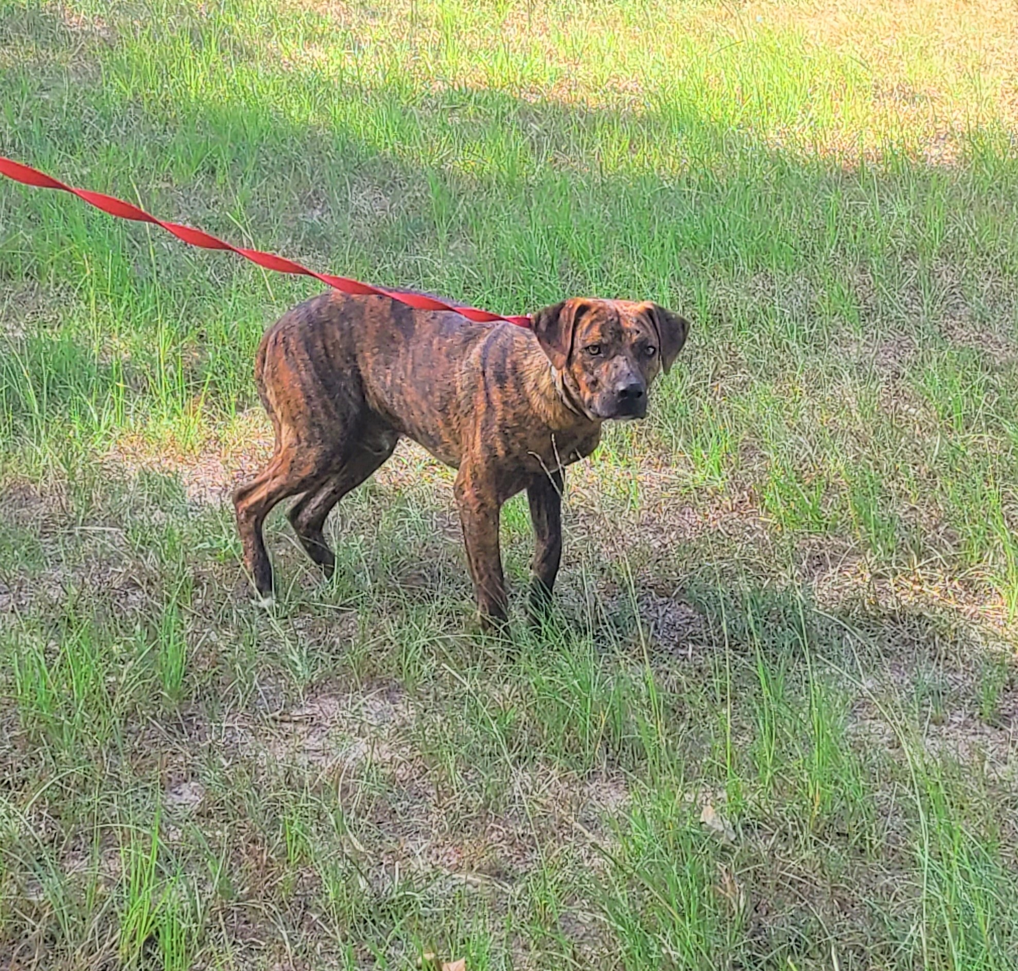 Tristan, a Adoptable mixed breed in Sheridan, TX image 4/8