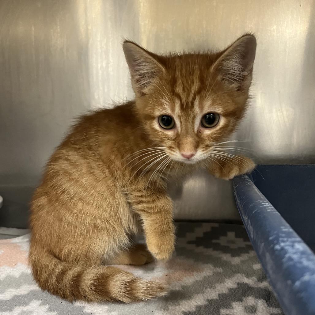 Chomp, Adoptable, Kitten Male Domestic Short Hair.