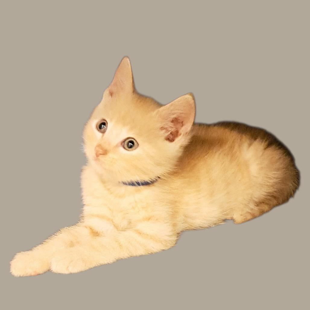 Carter, Adoptable, Kitten Male Domestic Short Hair.