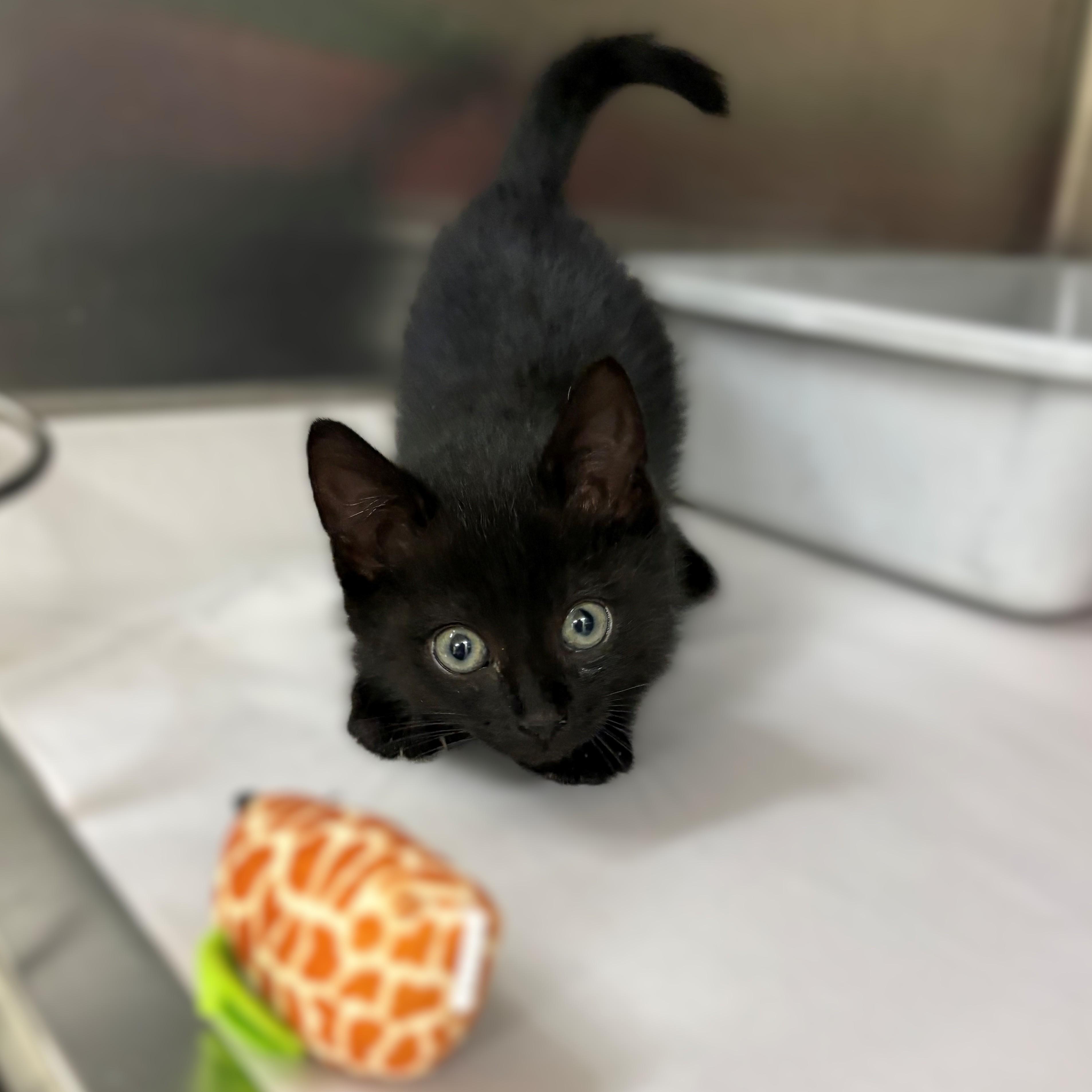 Enlarge Culver- #51237, a ADOPTABLE Domestic Short Hair in Columbia, MD image 3/3