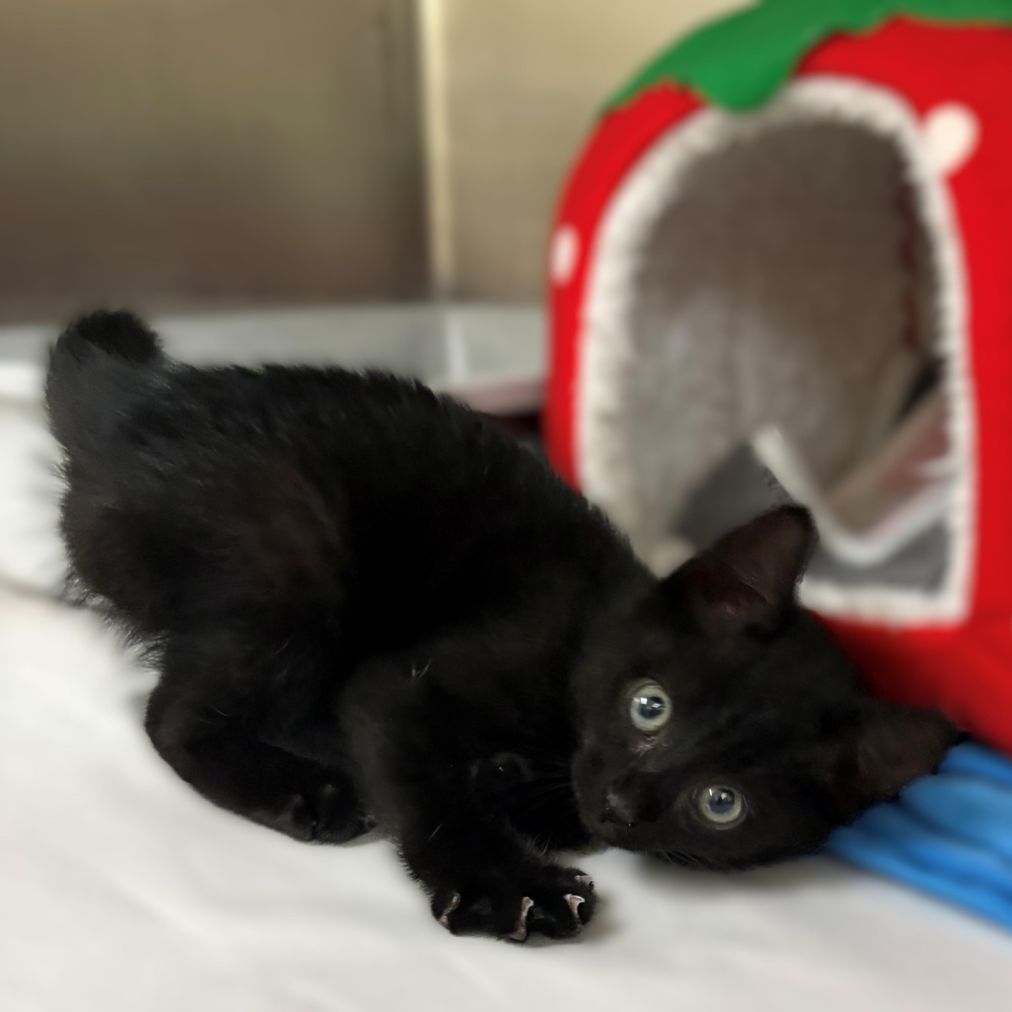 Culver- #51237, ADOPTABLE, Kitten Male Domestic Short Hair.