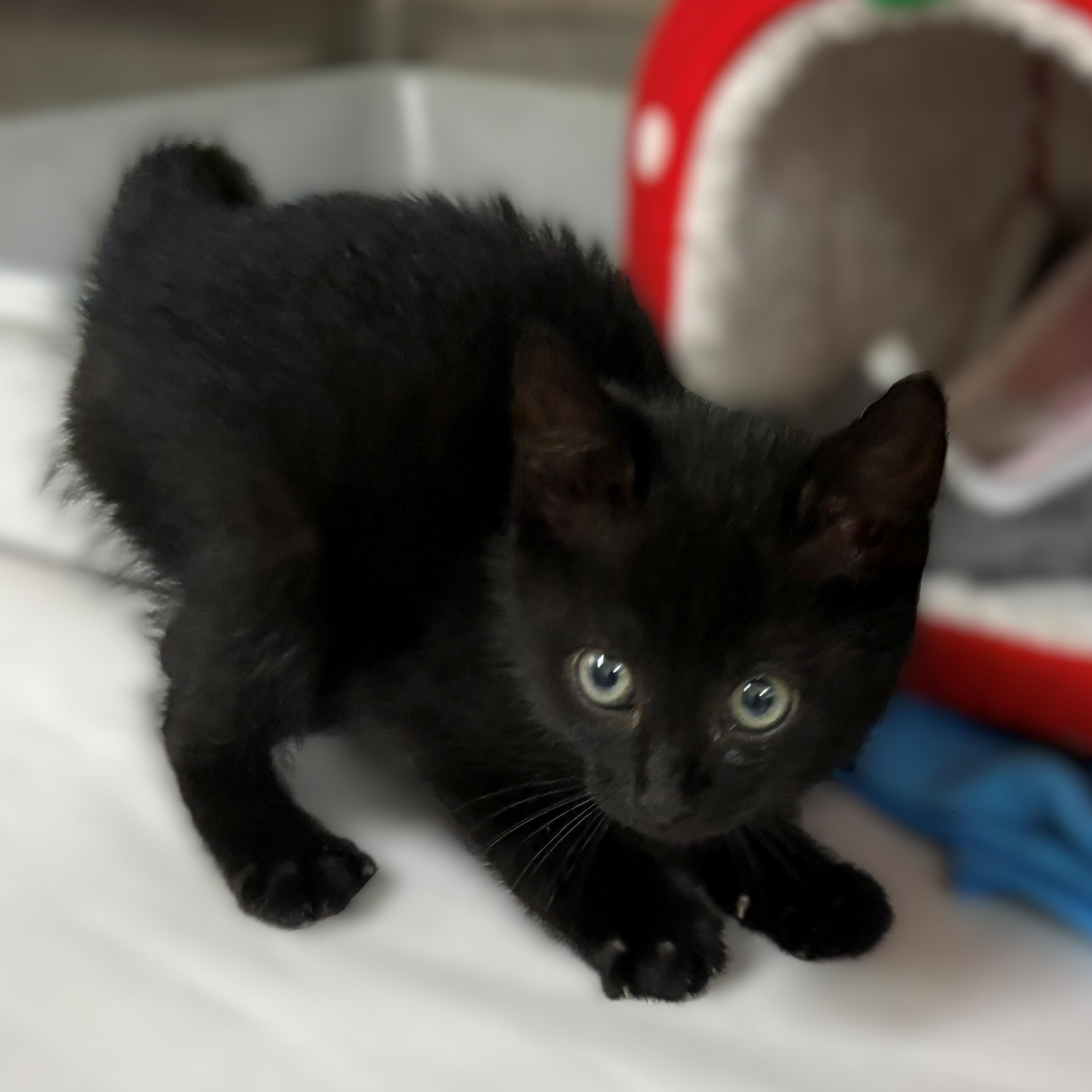 Enlarge Culver- #51237, a ADOPTABLE Domestic Short Hair in Columbia, MD image 2/3