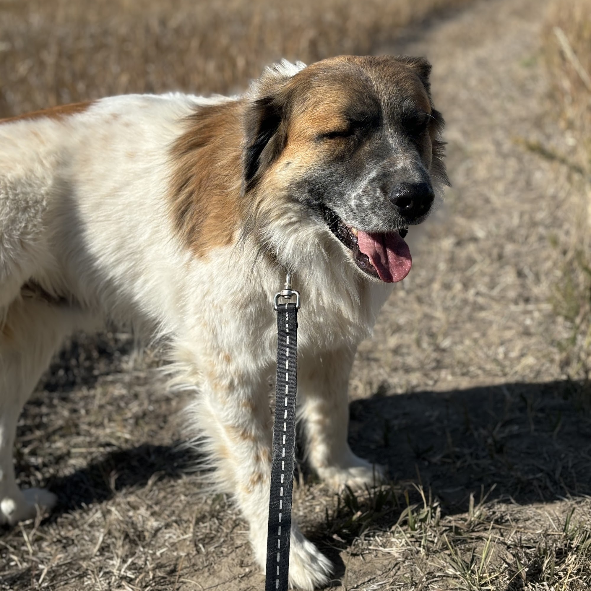 Dog for adoption Marvel, a Saint Bernard & Great Pyrenees Mix in