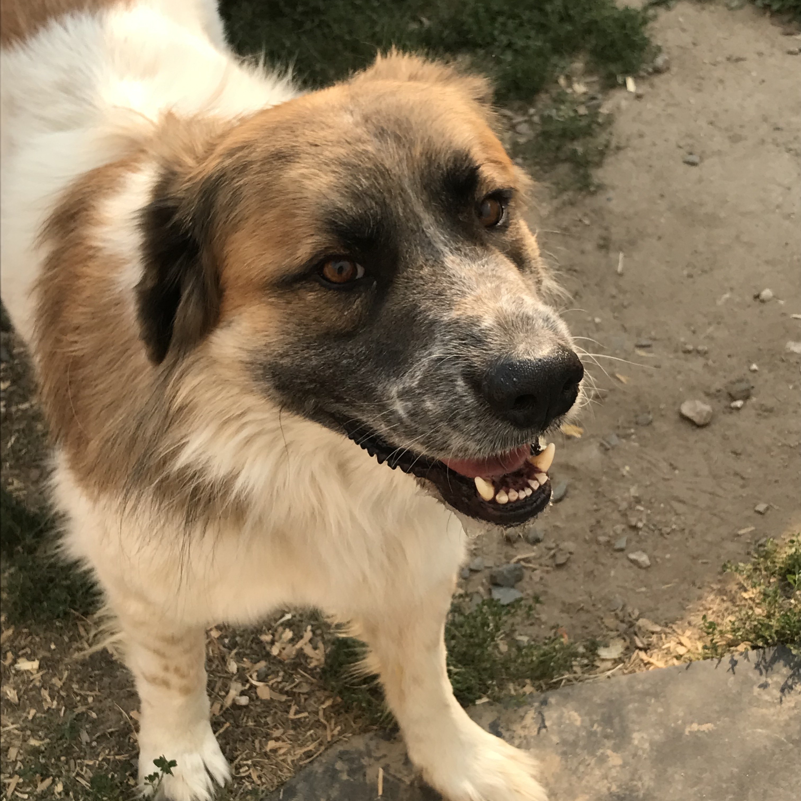 Dog for adoption Marvel, a Saint Bernard & Great Pyrenees Mix in