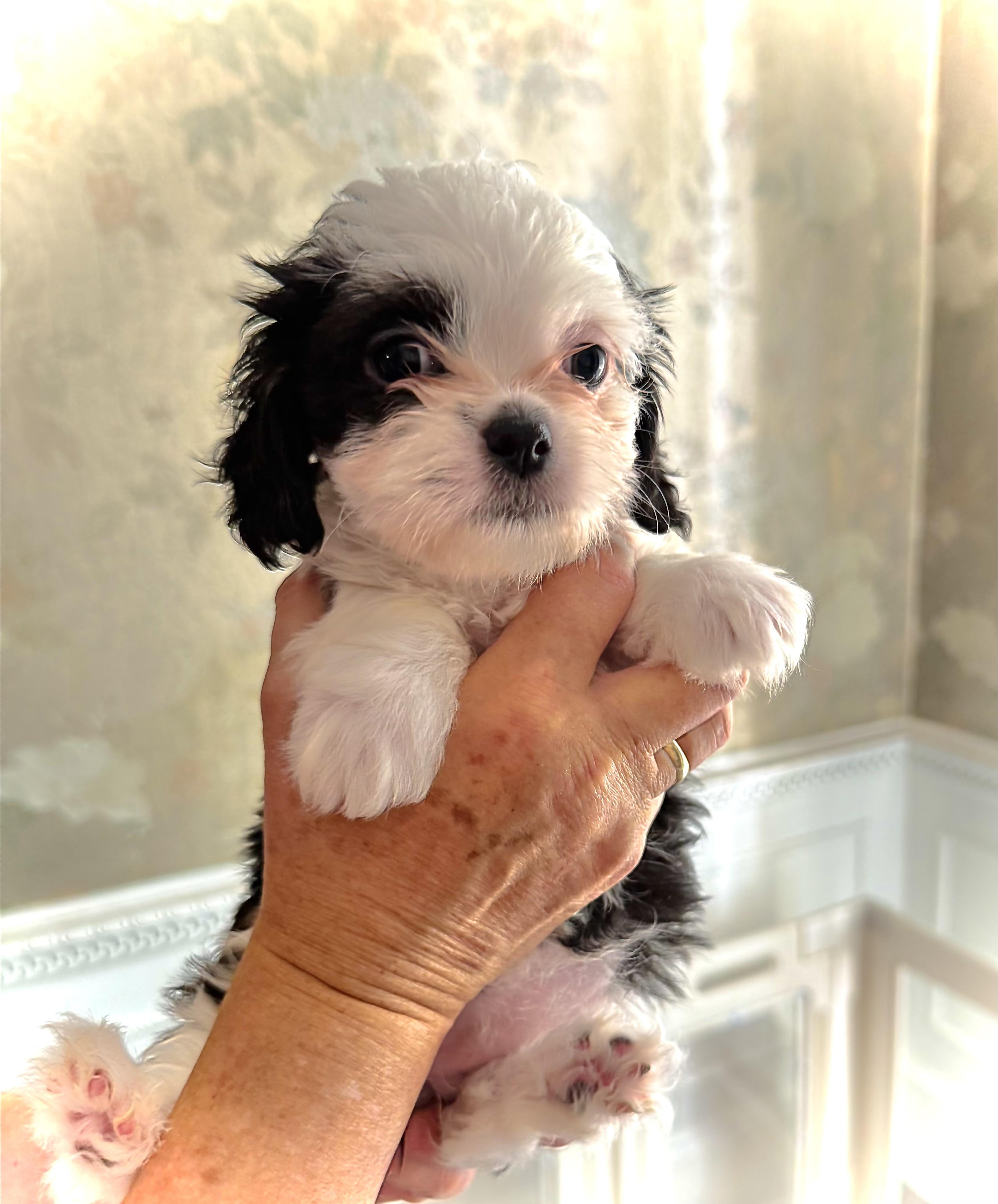 Enlarge Primrose, a Adoptable mixed breed in Monroe, NC image 1/1