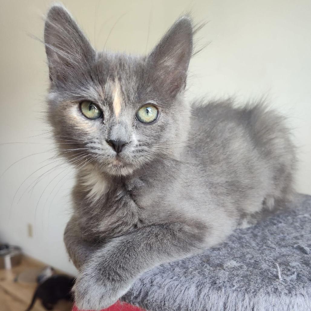 Chickpea, Adoptable, Kitten Female Domestic Medium Hair.