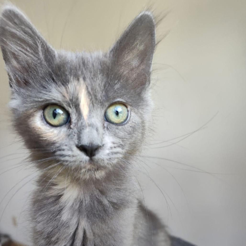 Chickpea, a Adoptable Domestic Medium Hair in Bountiful, UT image 2/5