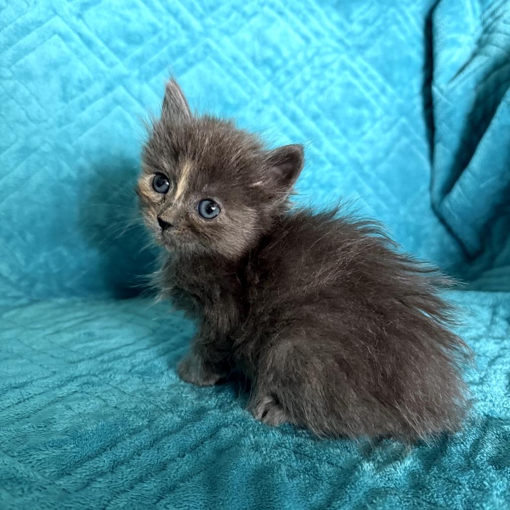 Chickpea, a Adoptable Domestic Medium Hair in Bountiful, UT image 3/5