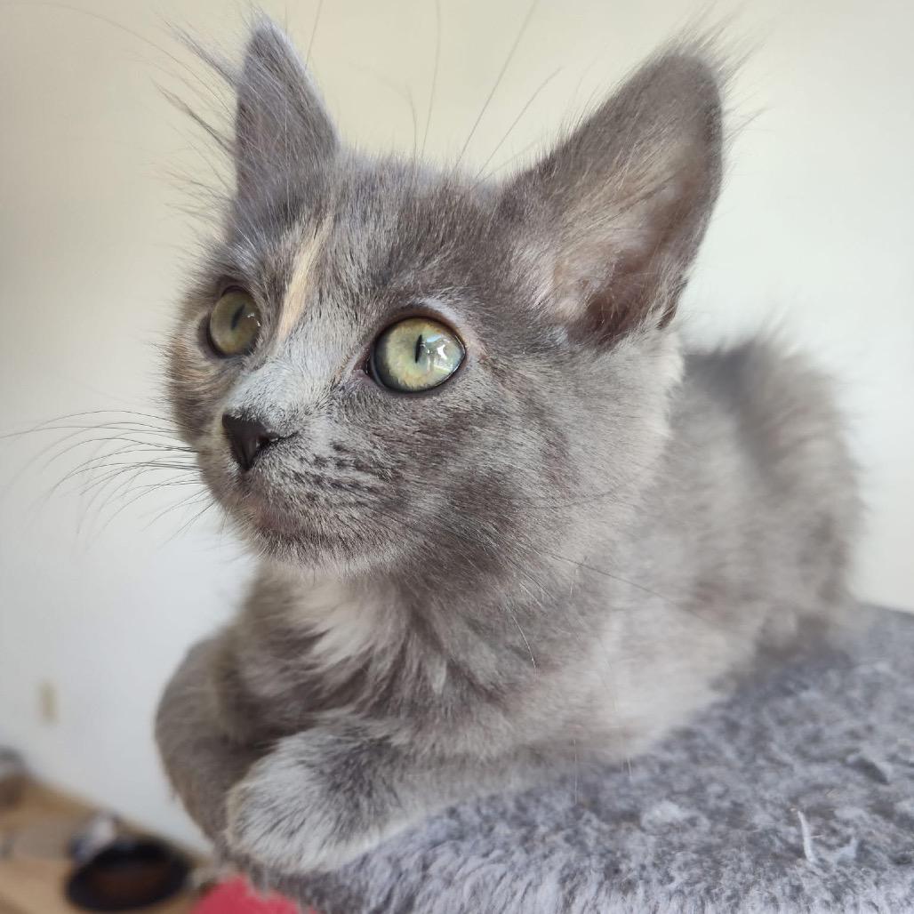 Chickpea, a Adoptable Domestic Medium Hair in Bountiful, UT image 4/5