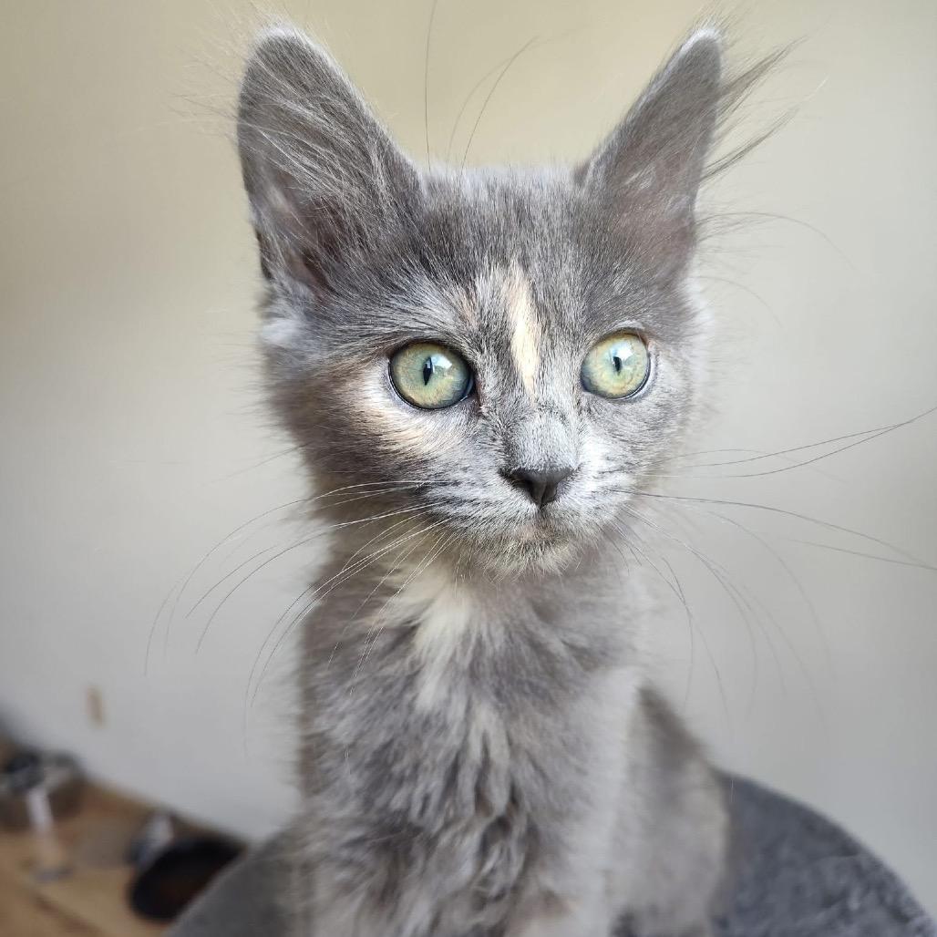 Chickpea, a Adoptable Domestic Medium Hair in Bountiful, UT image 5/5