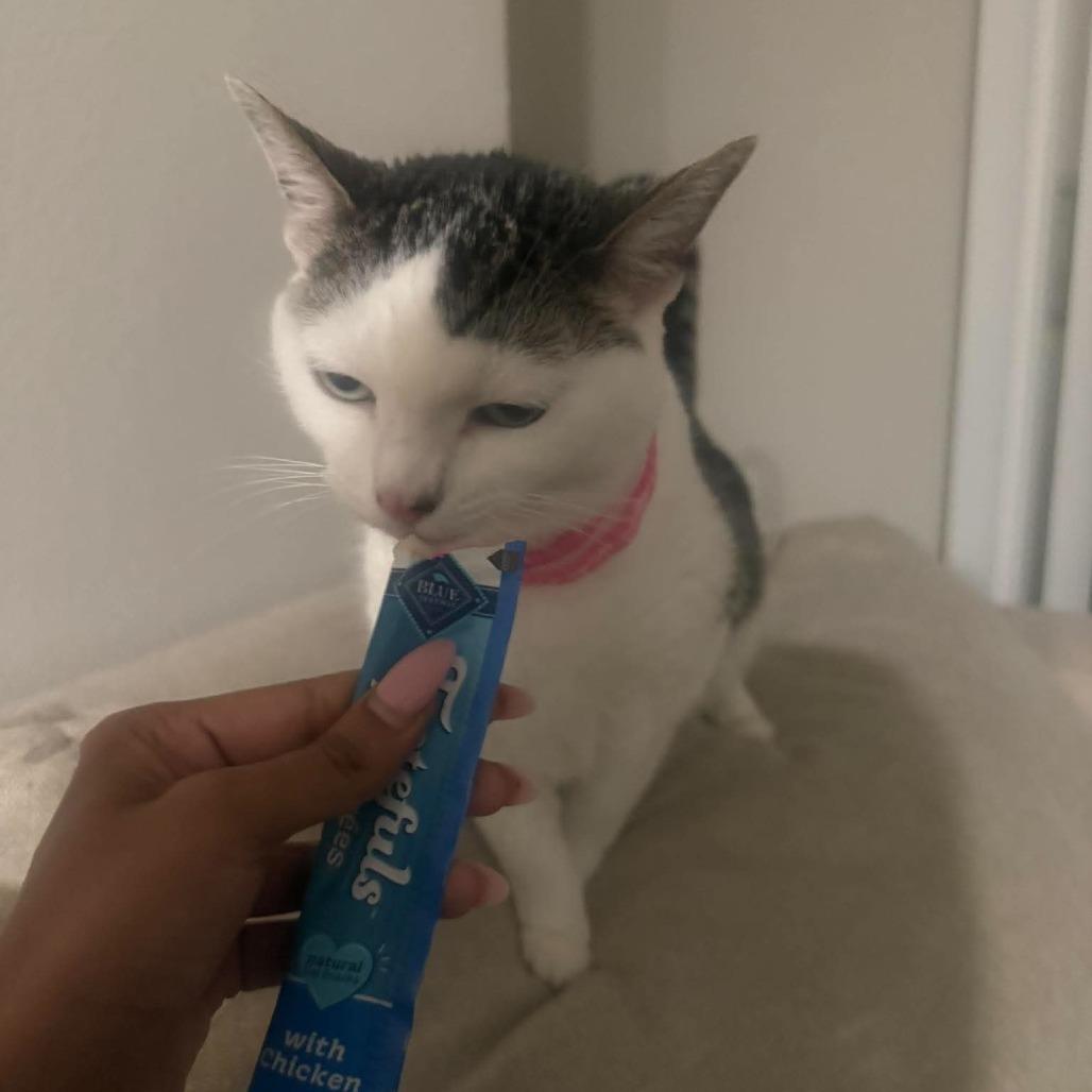 Olive, Adoptable, Senior Female Domestic Short Hair.