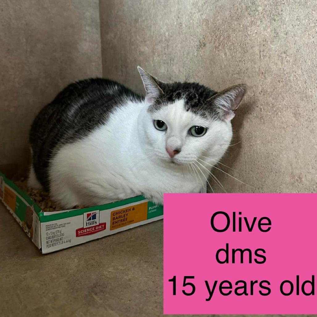 Olive, a Adoptable Domestic Short Hair in Tampa, FL image 2/6