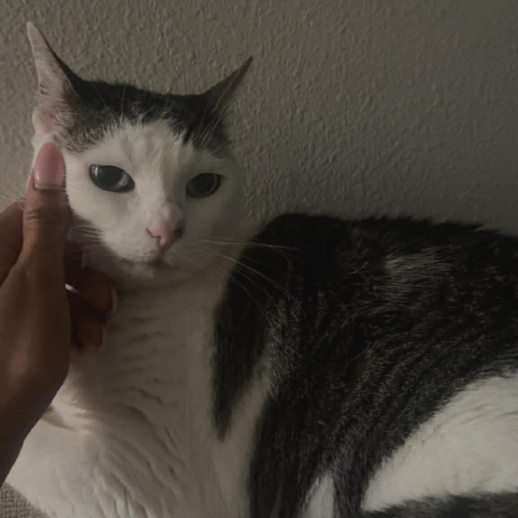 Olive, a Adoptable Domestic Short Hair in Tampa, FL image 3/6