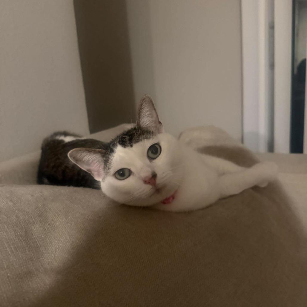 Olive, a Adoptable Domestic Short Hair in Tampa, FL image 4/6