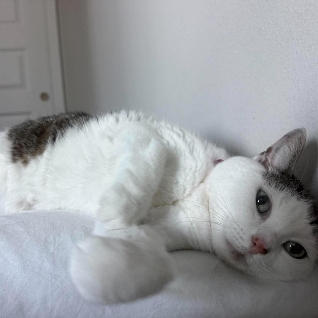 Olive, a Adoptable Domestic Short Hair in Tampa, FL image 5/6