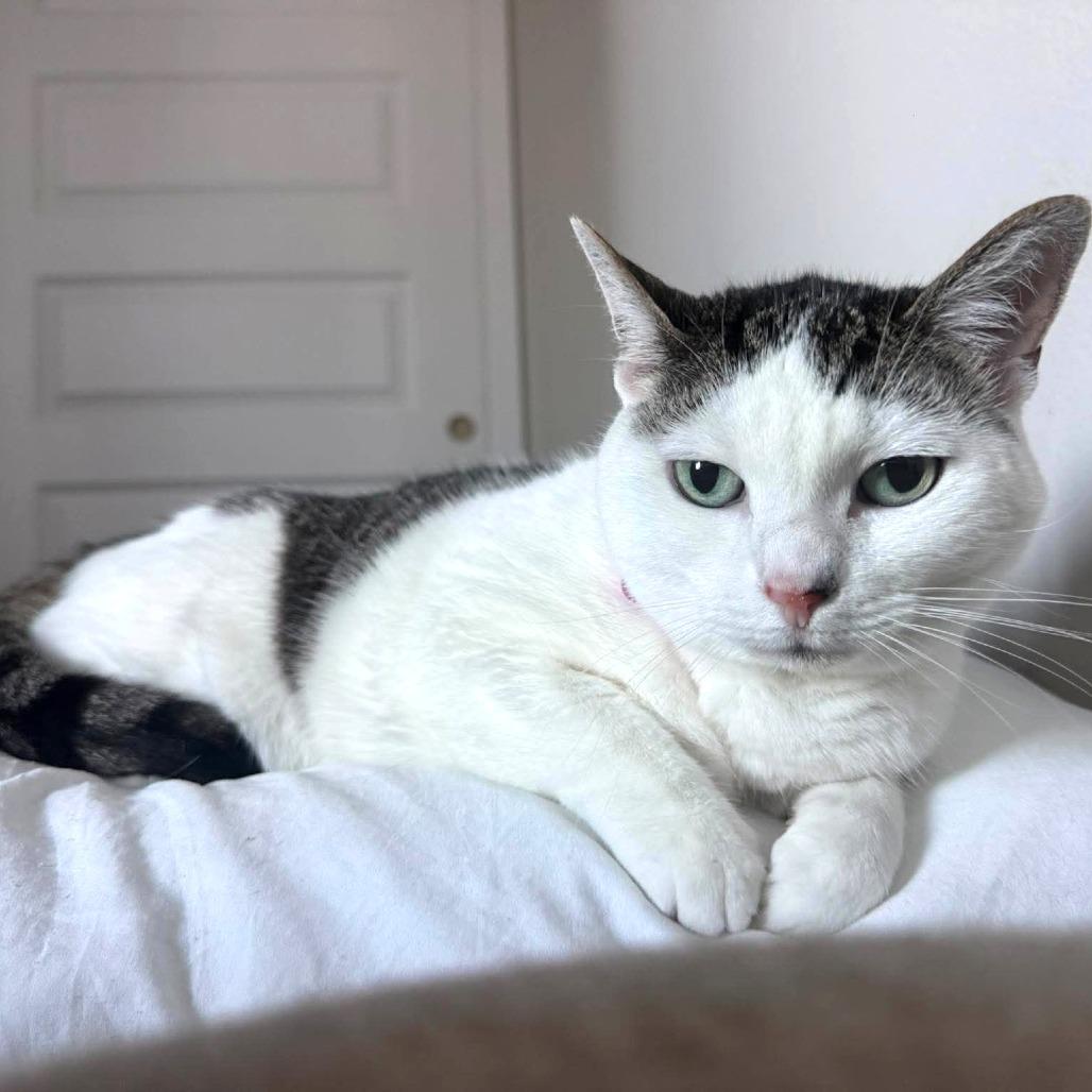 Olive, a Adoptable Domestic Short Hair in Tampa, FL image 6/6