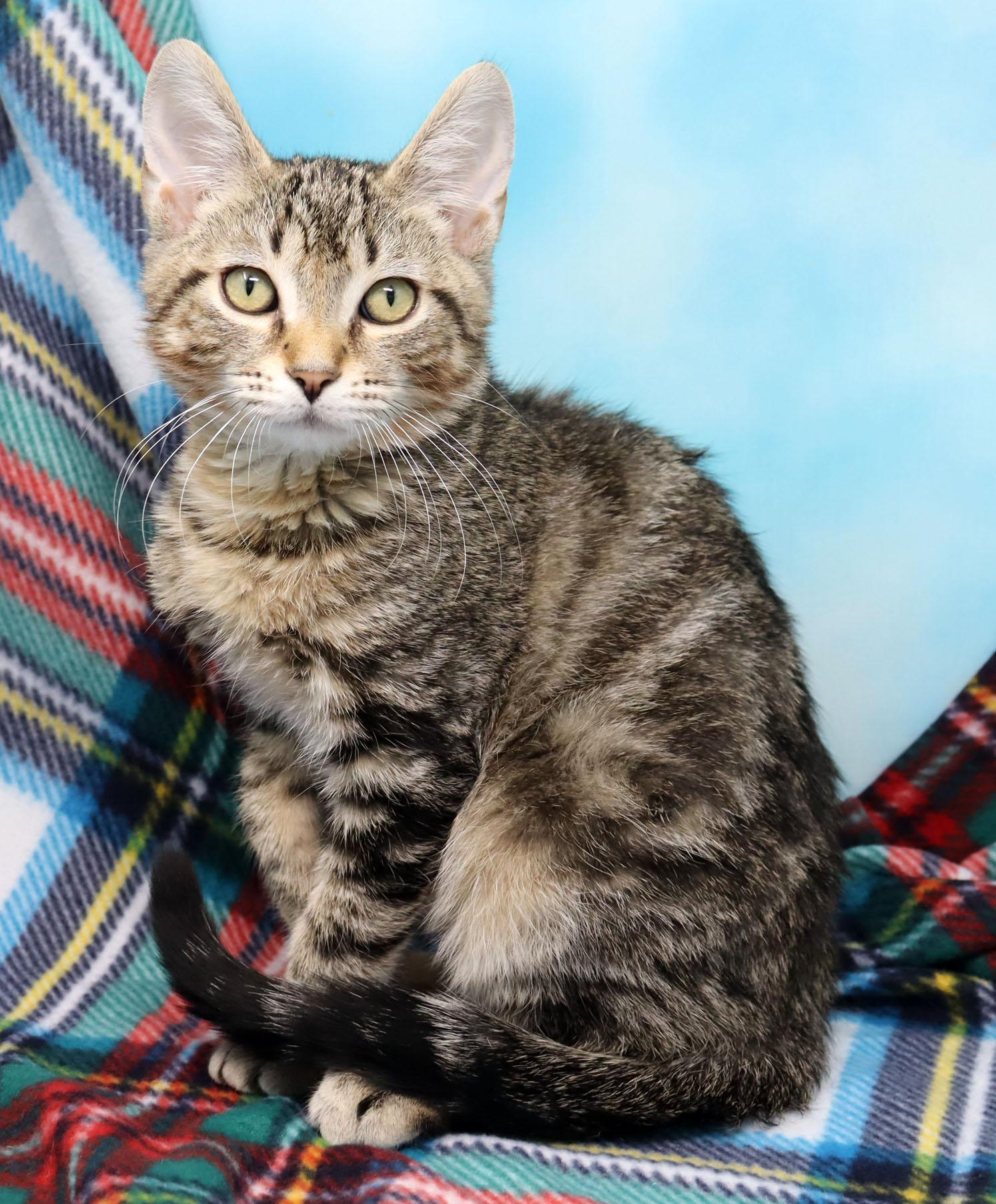 Enlarge Kelvin, a Adoptable Domestic Short Hair in Tierra Verde, FL image 1/3