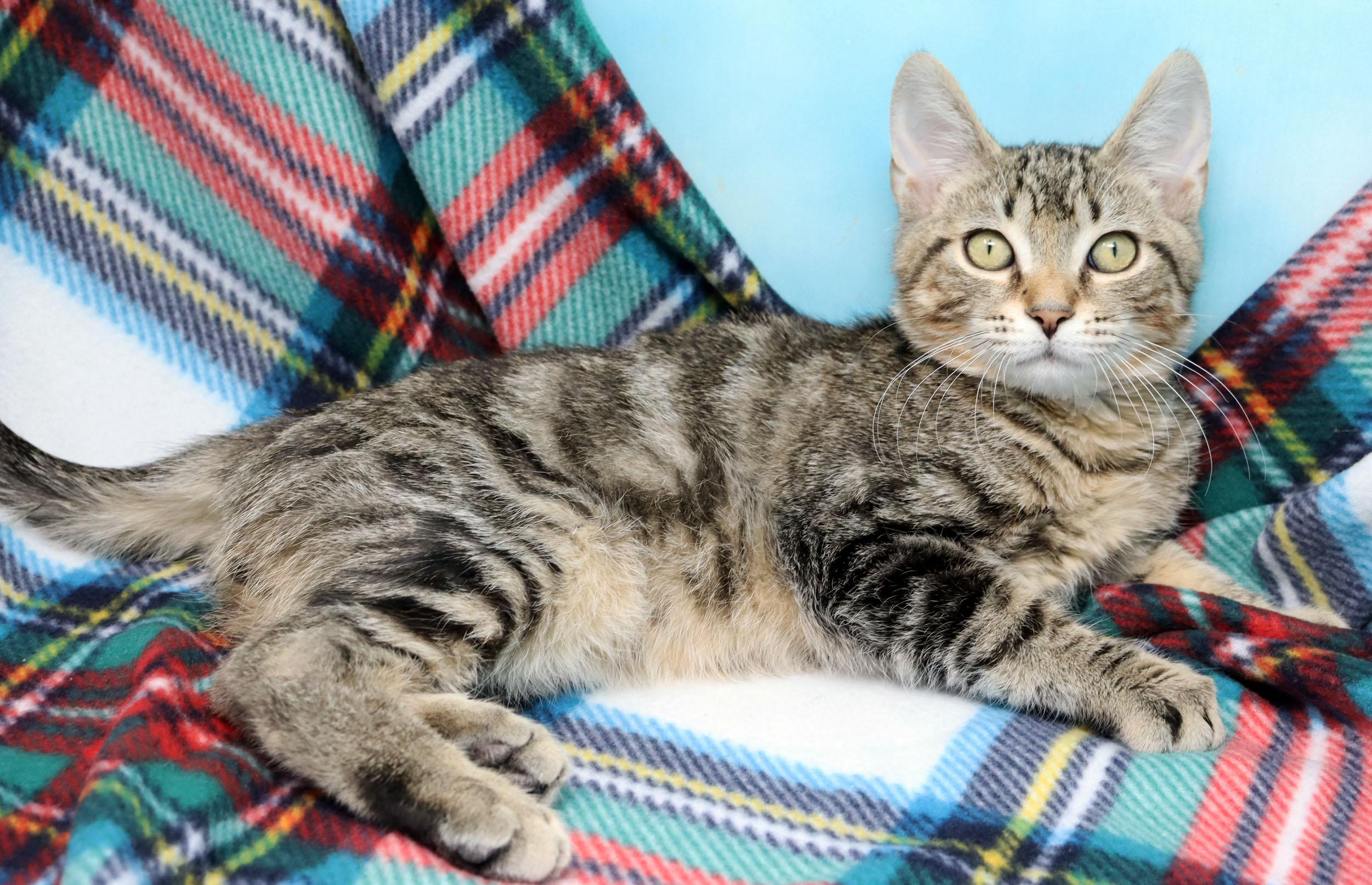 Enlarge Kelvin, a Adoptable Domestic Short Hair in Tierra Verde, FL image 2/3